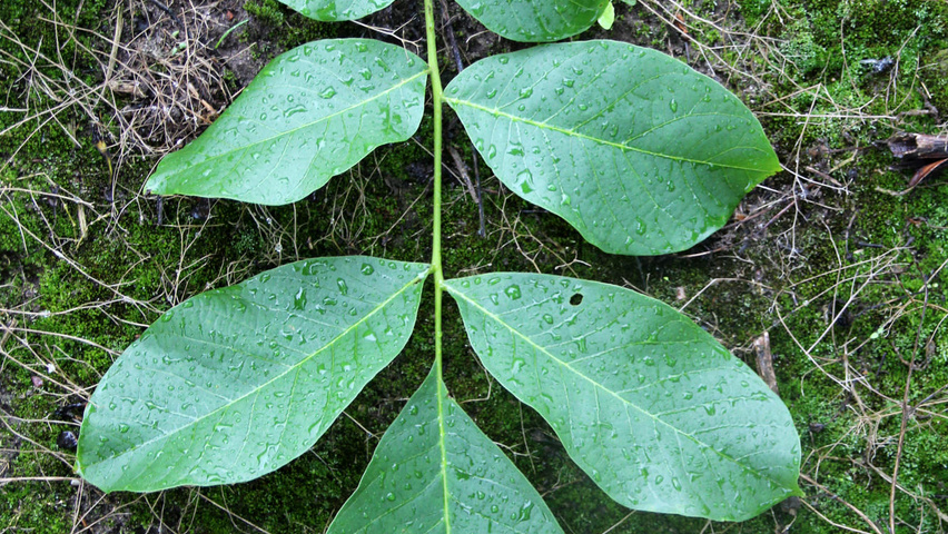 Juglans regia blad