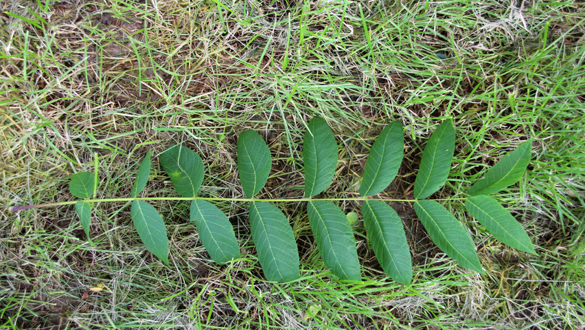 Juglans regia blad