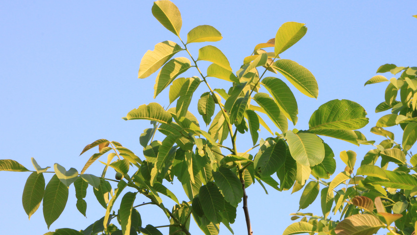Juglans regia blad