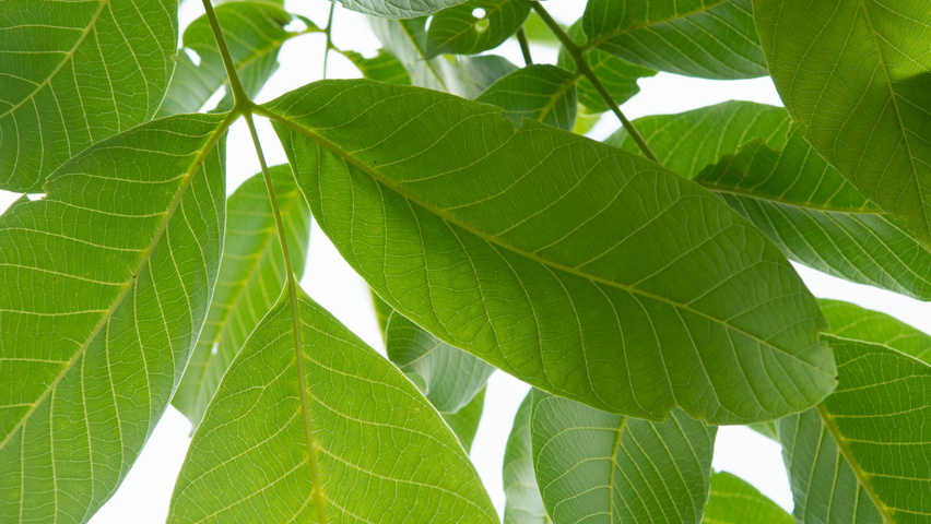 Juglans regia blad