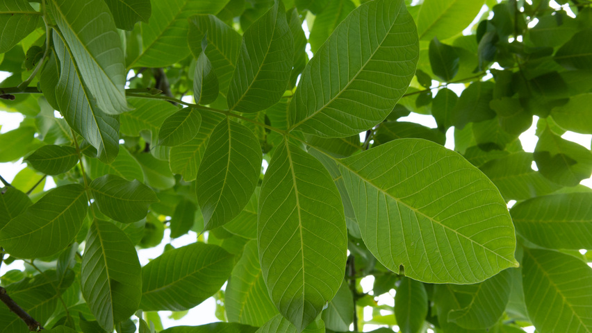 Juglans regia blad