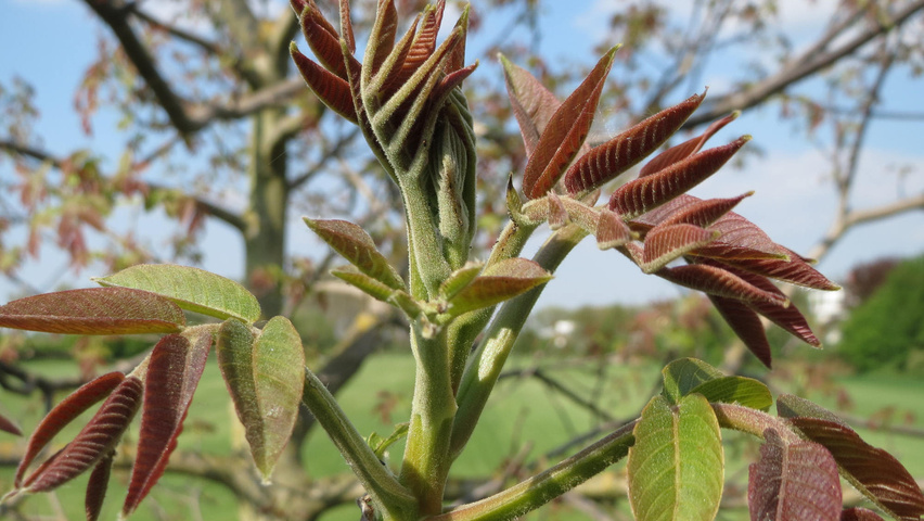 Juglans regia blad