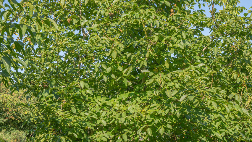 Juglans regia meerstammig