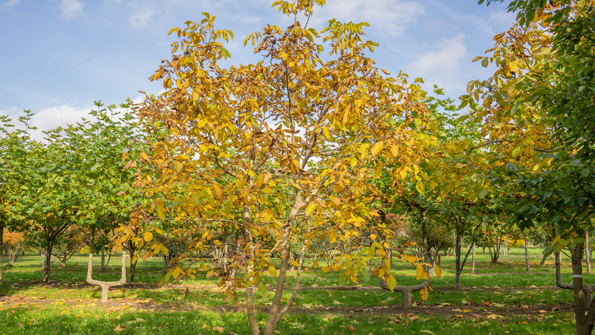 Juglans regia meerstammig