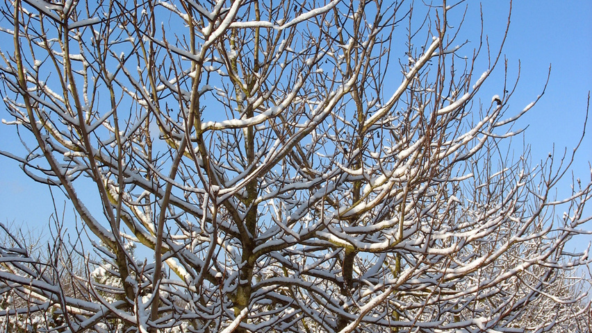 Juglans regia meerstammig