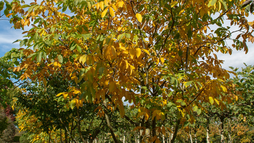 Juglans regia meerstammig