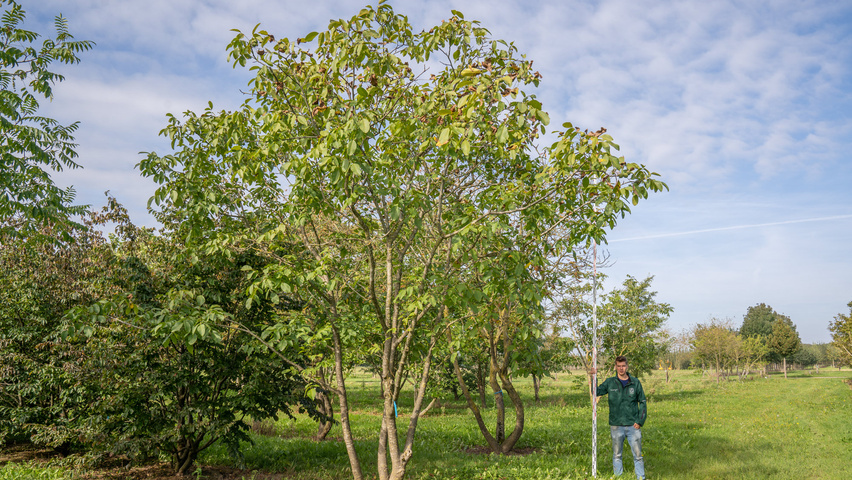 Juglans regia meerstammig