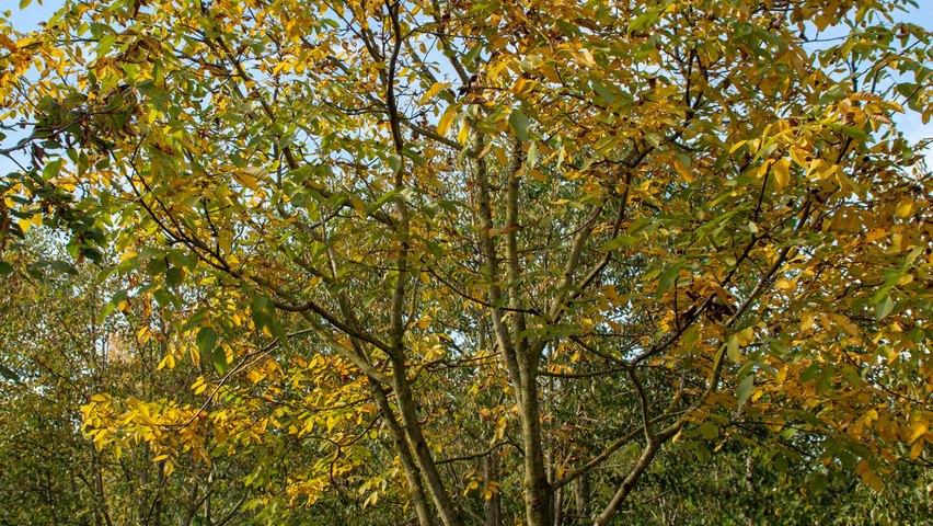 Juglans regia meerstammig