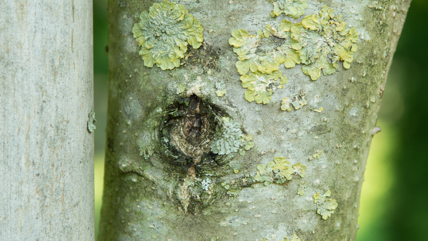 Juglans regia 'Plovdivski' bark