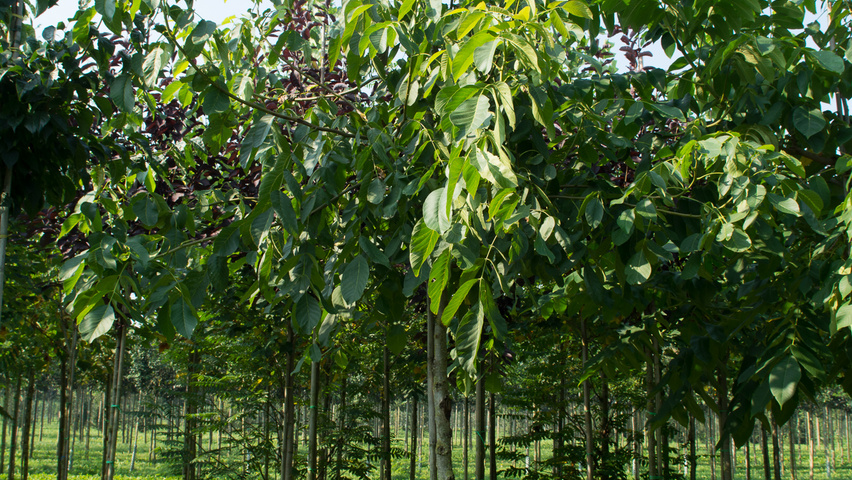 Juglans regia 'Plovdivski' standard tree