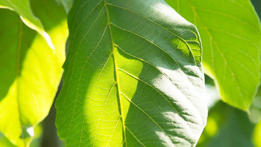 Juglans regia 'Plovdivski' leaves