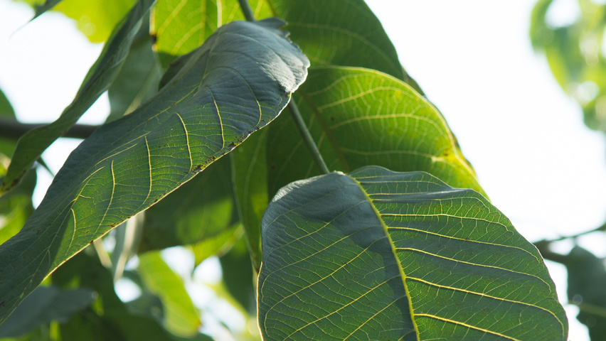 Juglans regia 'Plovdivski' leaves