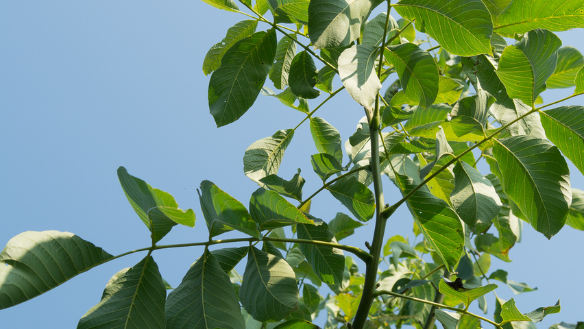 Juglans regia 'Plovdivski' leaves