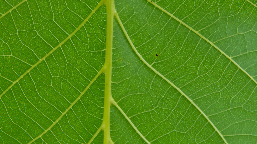 Juglans regia 'Plovdivski' leaves