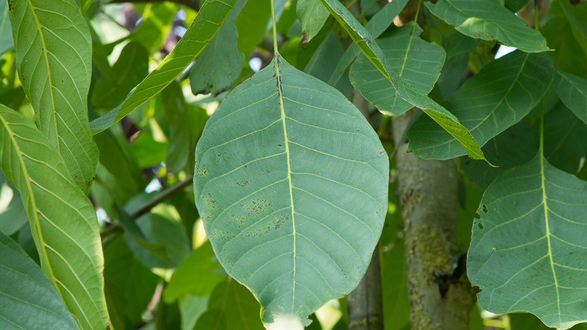 Juglans regia 'Plovdivski' leaves