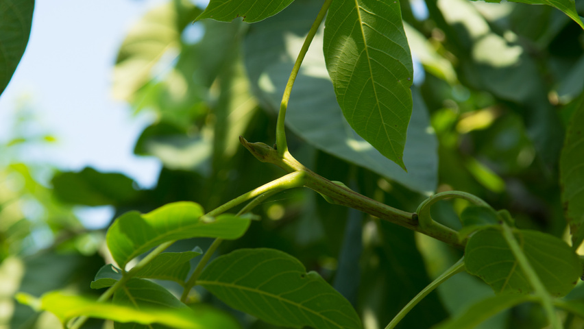Juglans regia 'Plovdivski' twigs