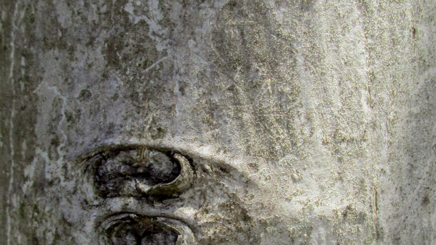 Juglans regia 'Purpurea' bast