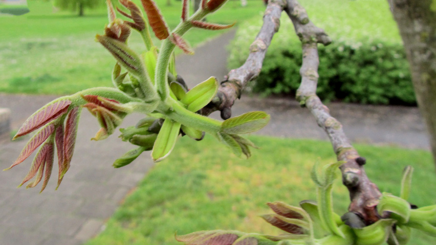 Juglans regia 'Purpurea' bloem