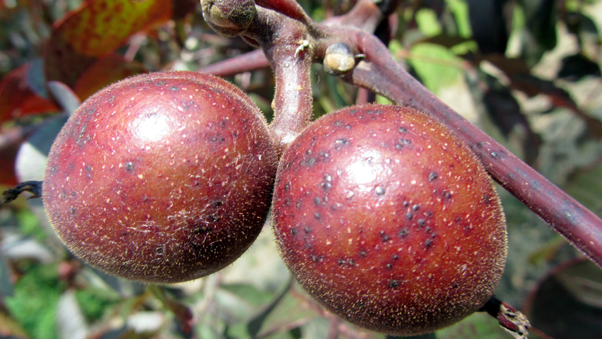 Juglans regia 'Purpurea' vrucht