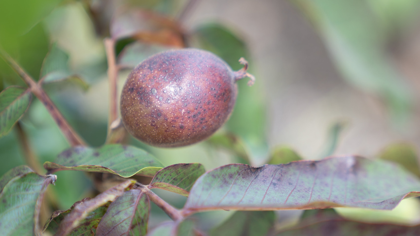 Juglans regia 'Purpurea' Frucht