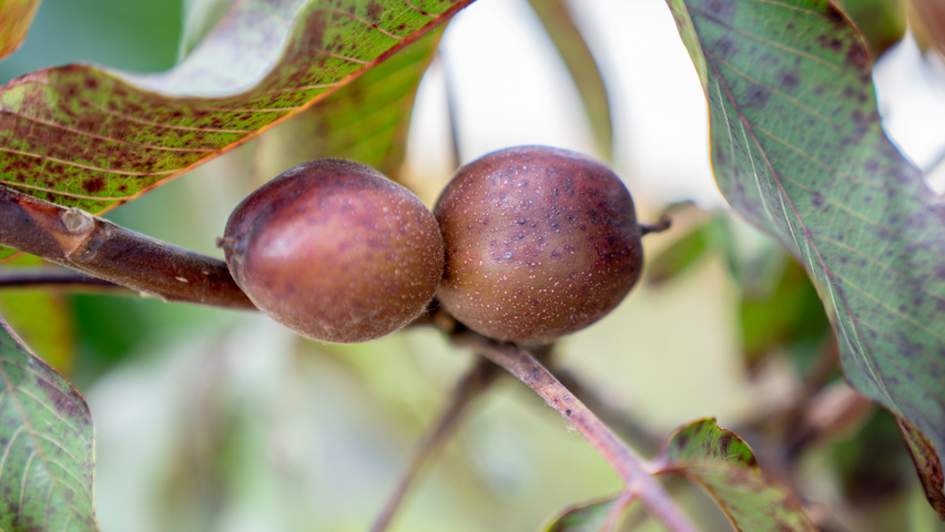 Juglans regia 'Purpurea' Frucht