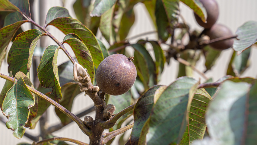 Juglans regia 'Purpurea' Frucht