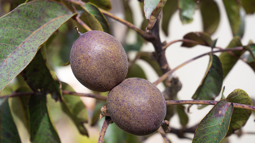 Juglans regia 'Purpurea' Frucht