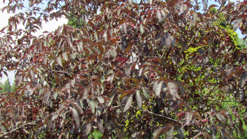 Juglans regia 'Purpurea' halfstam