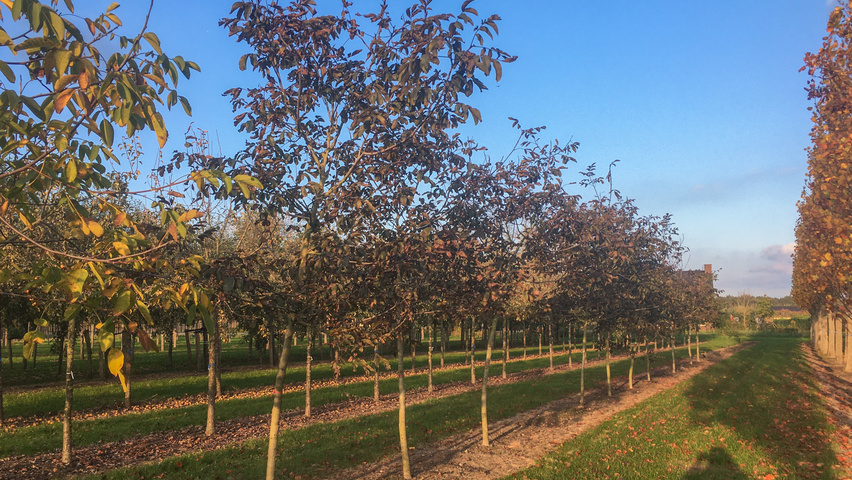 Juglans regia 'Purpurea' hochstämmig