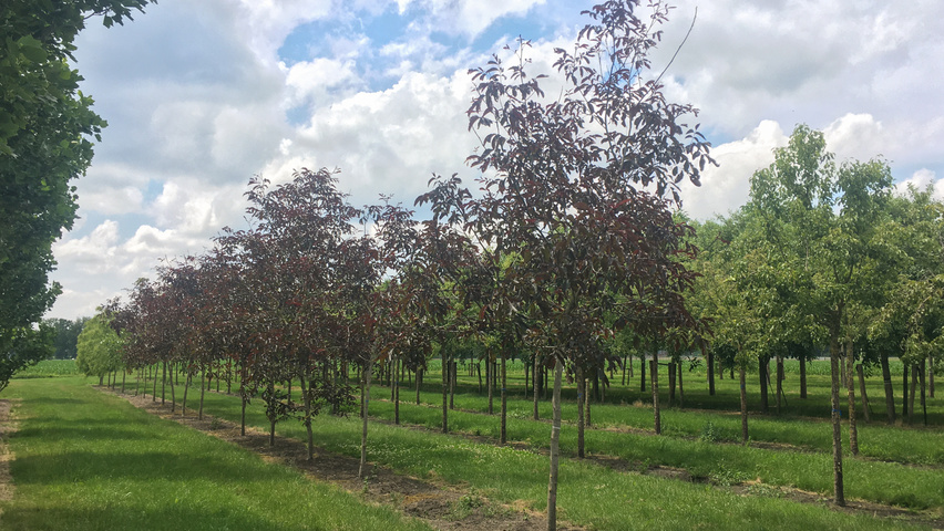 Juglans regia 'Purpurea' hochstämmig