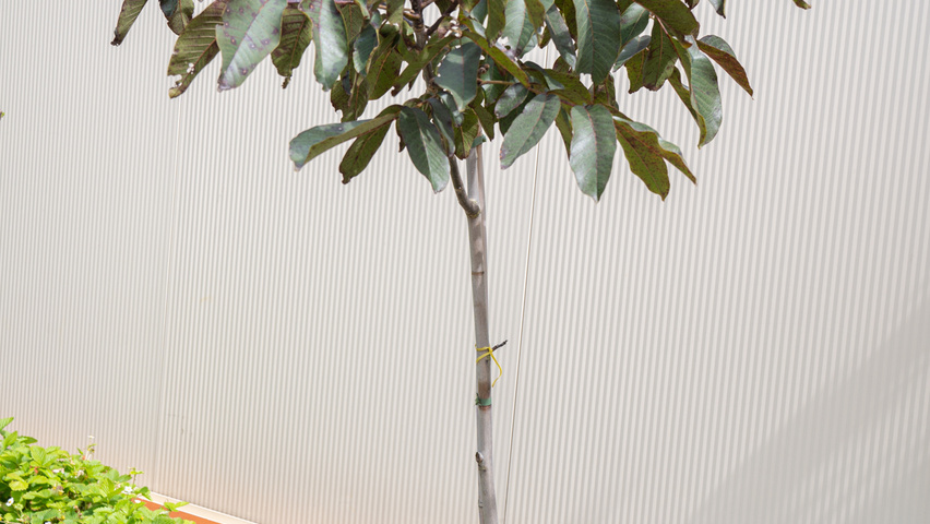 Juglans regia 'Purpurea' hochstämmig