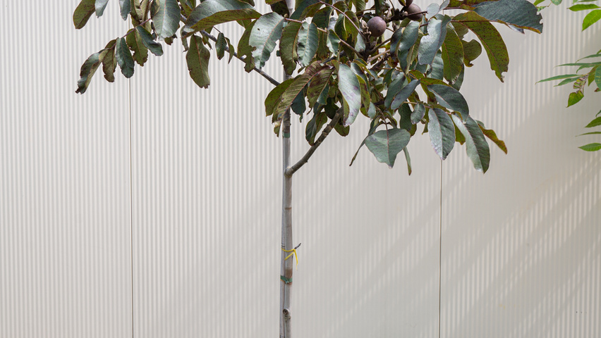 Juglans regia 'Purpurea' hochstämmig