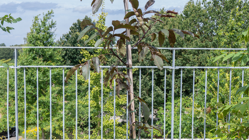 Juglans regia 'Purpurea' hochstämmig
