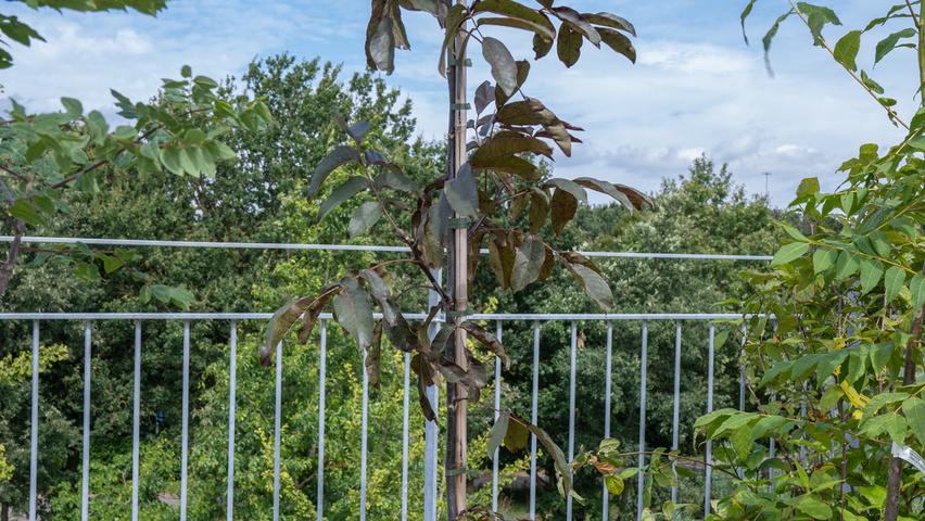 Juglans regia 'Purpurea' hochstämmig