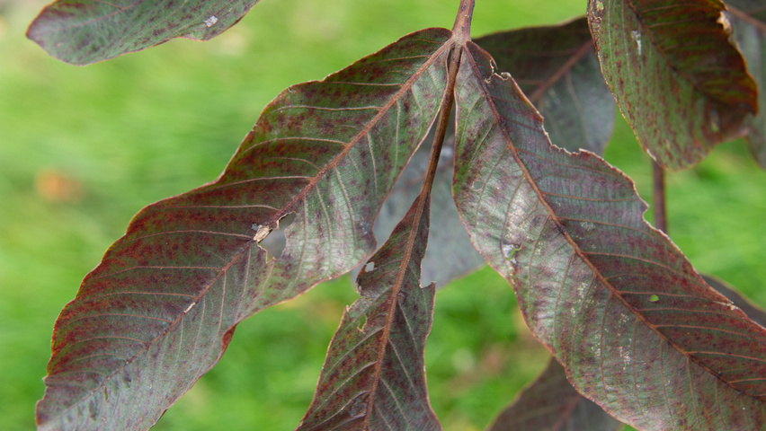 Juglans regia 'Purpurea' Blatt