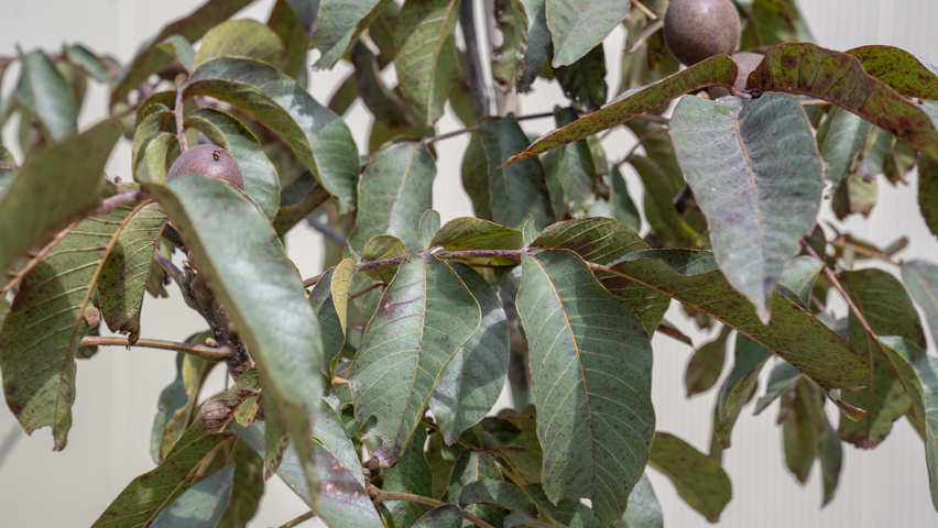 Juglans regia 'Purpurea' Blatt