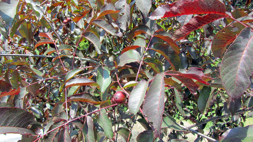 Juglans regia 'Purpurea' blad
