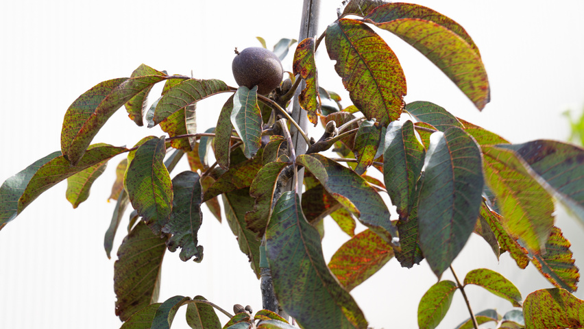Juglans regia 'Purpurea' Blatt