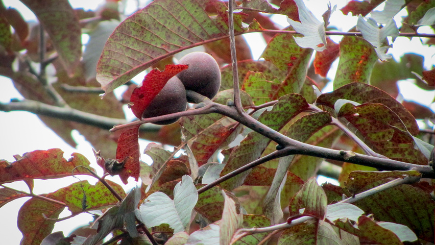 Juglans regia 'Purpurea' twijgen