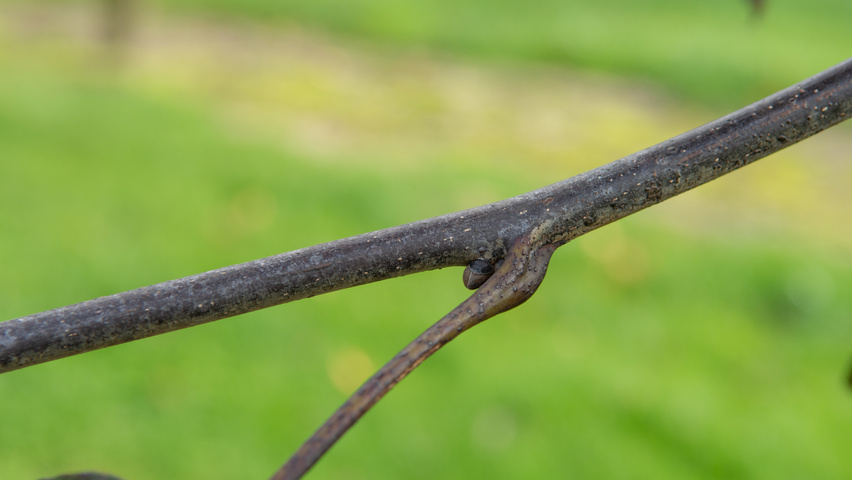 Juglans regia 'Purpurea' Zweige