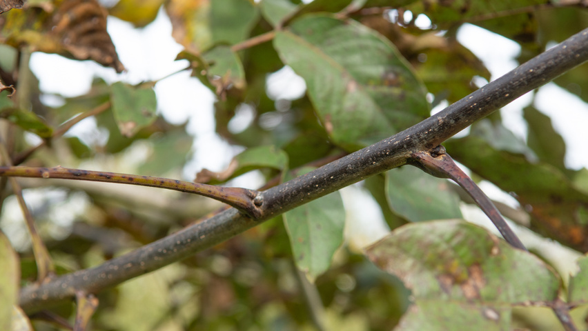Juglans regia 'Purpurea' Zweige