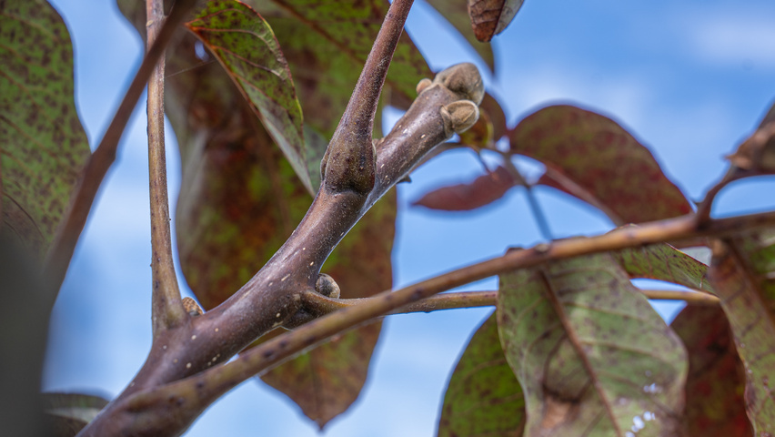 Juglans regia 'Purpurea' Zweige