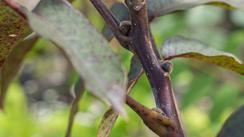 Juglans regia 'Purpurea' Zweige