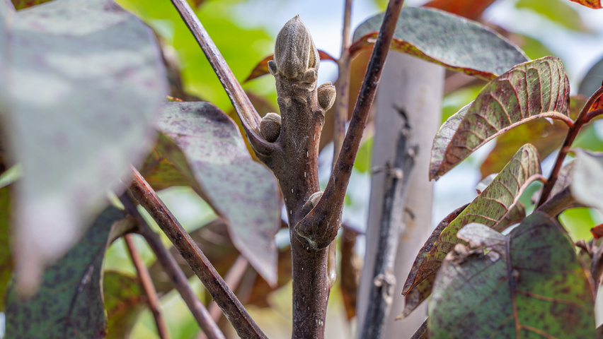 Juglans regia 'Purpurea' Zweige