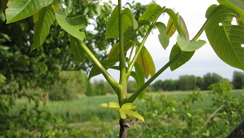 Juglans regia twijgen