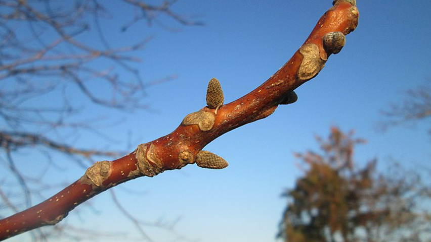 Juglans regia twijgen
