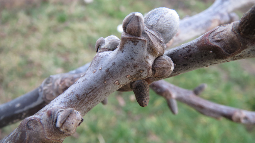 Juglans regia twijgen