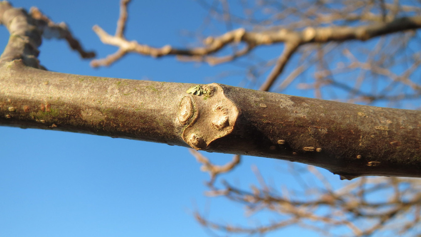 Juglans regia twijgen
