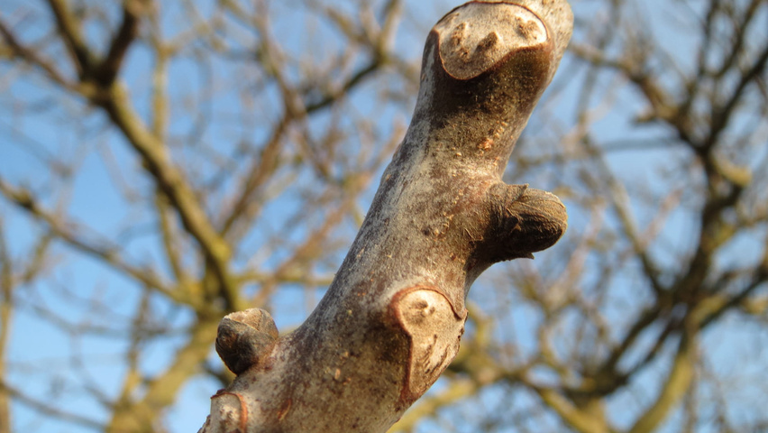 Juglans regia twijgen