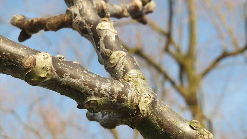 Juglans regia twijgen